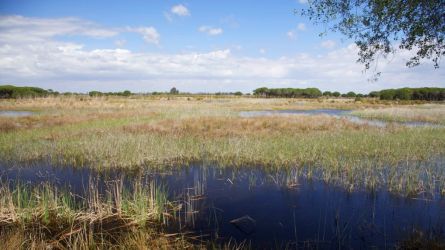 Wetland area in Donana Nation Park in Andalucia.