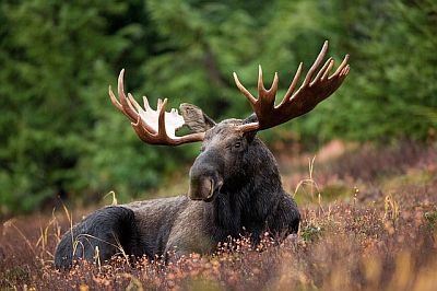 Norway article moose