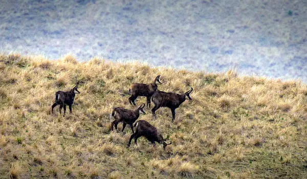 A group of Chamois running on a grassy mountain-slope
