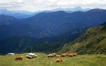 Cows resting in a mountain landscape