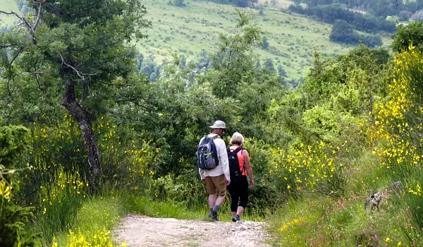 Hikers walking down a hilly path in Umbria surrounded by green bushes and yellow flowers