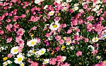 Many white and pink flowers
