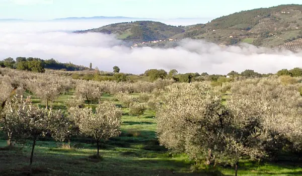 Path going through an olive tree orchard