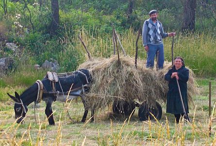harvesting hay in rural portugal