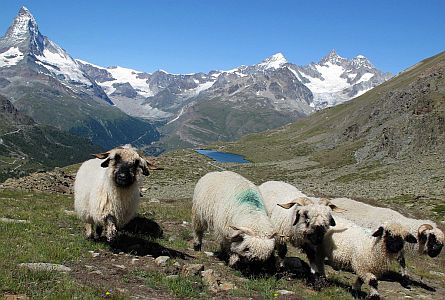 Sheep in the Alps in Switzerland