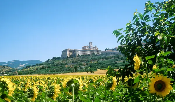 Field of bright-yellow sunflowers in front of a hilltop town in Umbria