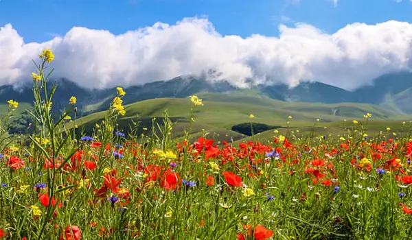 Field of red and yellow wildflowers in front of rolling hills and cloudy mountains under a blue sky in Umbria.