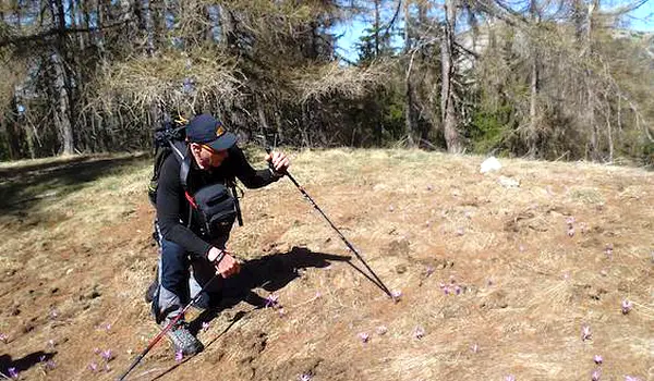 Guide looking at wolf-tracks on the ground