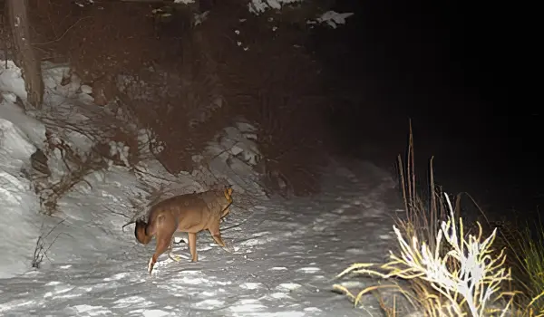 A wolf walking through the snow at night
