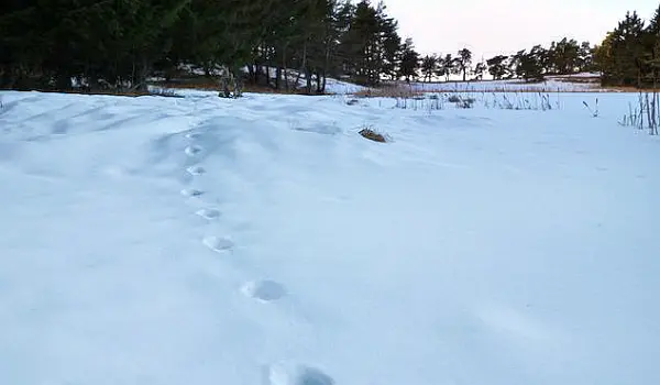 Wolf tracks in the snow