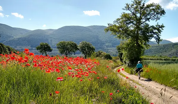 Woman walking over a path through a popy-filled field, going past a large tree, heading towards green mountains in the distance.