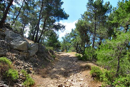 View on track leading into woodland on Lesbos