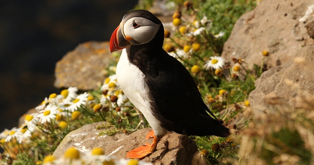 Puffin on the Pembrokeshire Coast