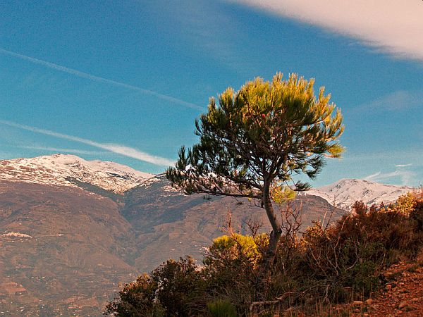 Single pine-tree on a mountain slope