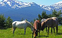 Horses and Rila mountains on the background