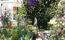 A garden path surrownded with flowers