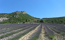 Lavender field in Provence