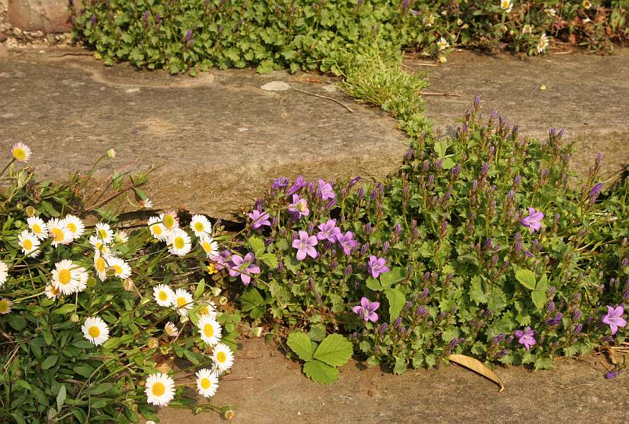 Beautiful flowers on a walking path