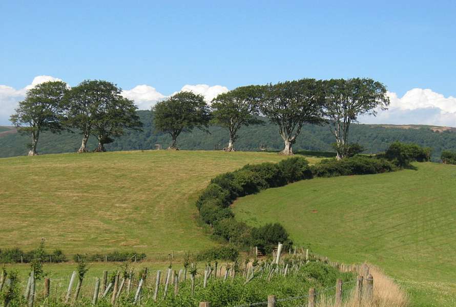 Walking path leading to a row of big trees