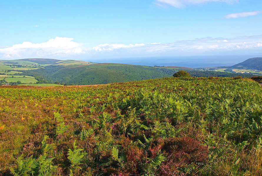 View of a vast field of green, hills and the sea at the distance