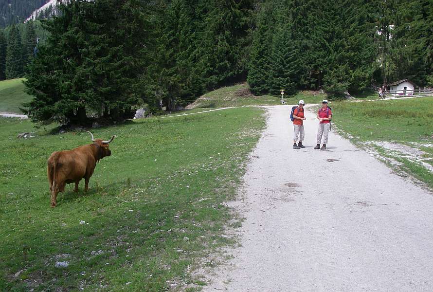Walkers looking at an ox next to the road