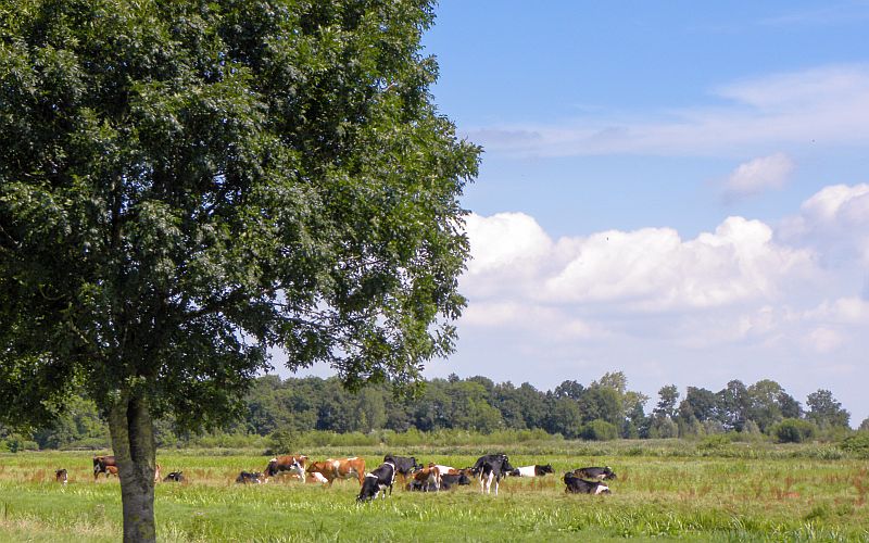 herd of Dutch cows in the middle of a field, next to a tree under a blue sky