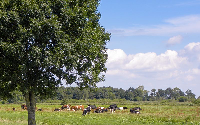 The Netherlands has many rural areas where you can encounter picturesque scenes like this one herd of Dutch cows in the middle of a field, next to a tree under a blue sky