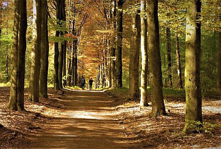 Hikers walking over a forest trail in the Netherlands in Autumn