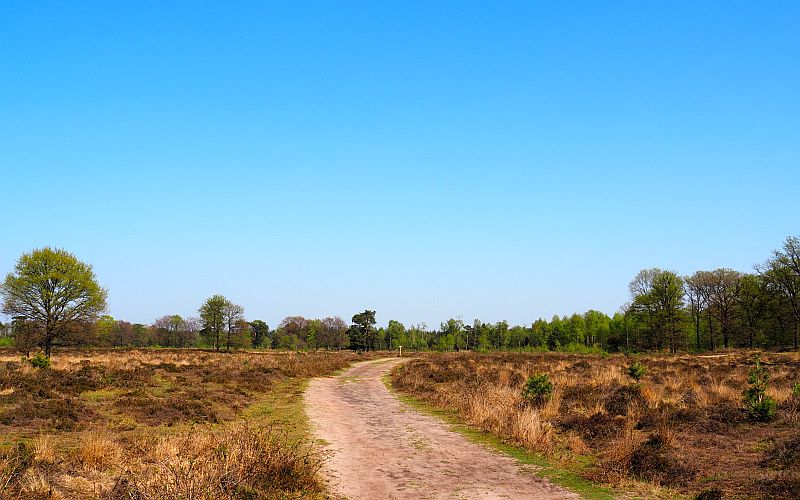 Path crossing fields of yellow and brown heathland under a blue sky