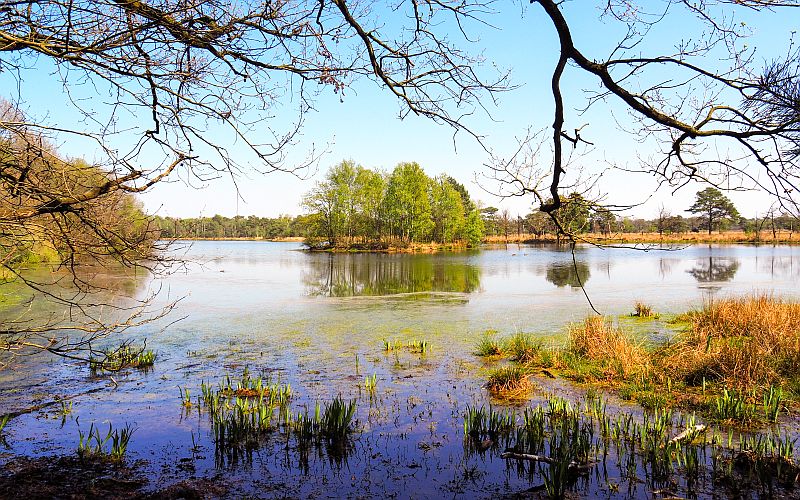 The Netherlands is a country of water, and you'll be walking past many water features such as this one  Lake with an island of trees in the middle