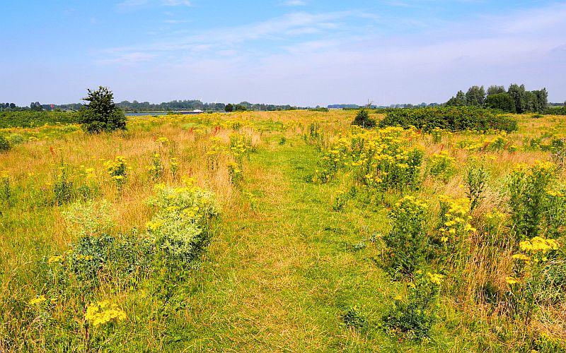 Hike through some of the prettiest Dutch landscapes Hiking track through yellow vegetation and flowers