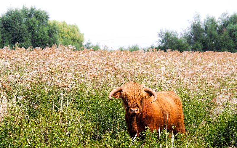 Scottisch highlander cattle are used in various nature areas to graze down the vegetation and keep the landscape open. You may encounter these friendly but impressive animals along your walks. Scottish highlander cow in front of lush, high vegetation