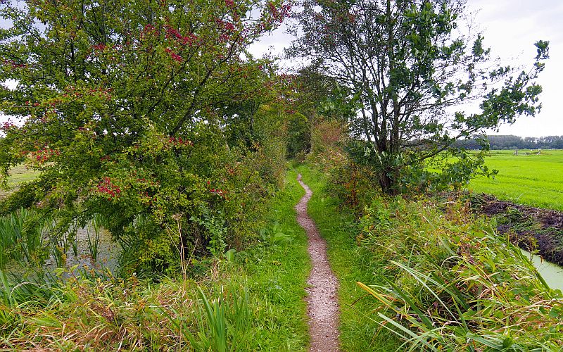 A walking track between the towns of Lekkerkerk and Leerdam Narrow walking track through a small piece of woodland