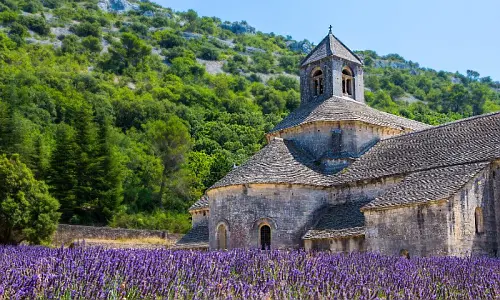 Fragrant lavender fields in front of a small stone church