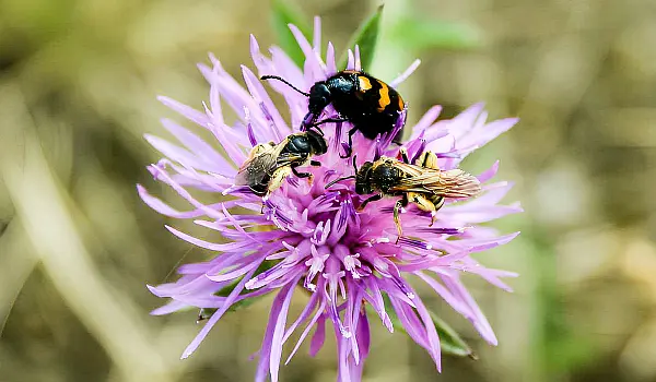 Bees and bugs on a flower, seen while walking