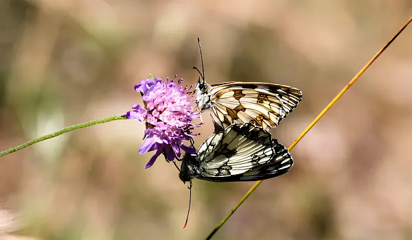 Pair of butterflies mating on a flower