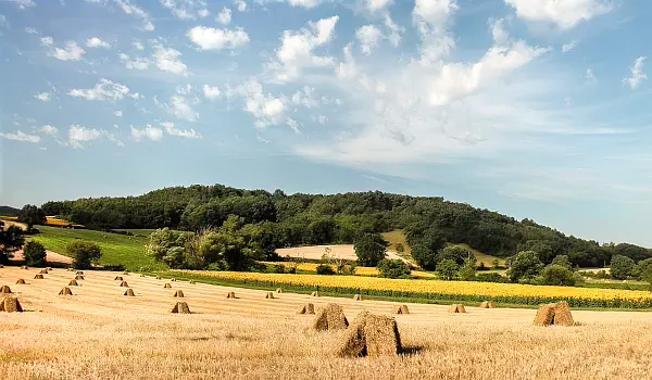 Haybales spread out in a field under a blue sky with small white clouds
