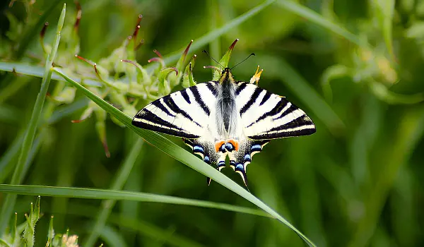 Swallowtail butterfly sunbathing on grass