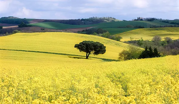 Fields on rolling hills, covered with bright, yellow flowers and a single tree in the center, with low mountains in the background