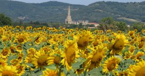 View of a church in France, a fiel of sunflowers in the front